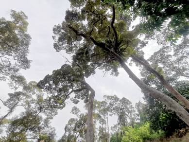 Agricultural Land in Teluk Kumbar, PNG