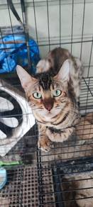 Bengal betina