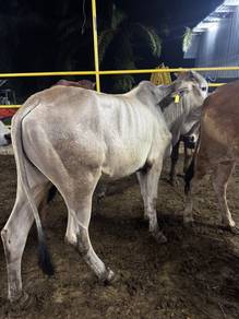 Lembu Qurban
