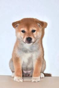 J0125 Shiba Inu Curly Tail Companion Dog