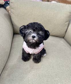 POODLE PUPPIES I164🌻 Tiny-Tea cup Import
