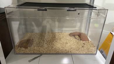 cage gekco