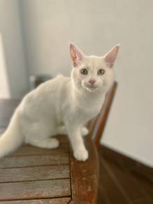 Full White Mainecoon Cat