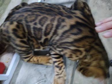 Riggs Bengal Cat 