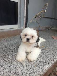 Shih Tzu Puppy