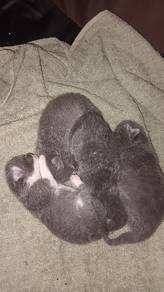 new born 11/9/2026