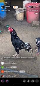 Ayam baka lama / Ayam ganu lama