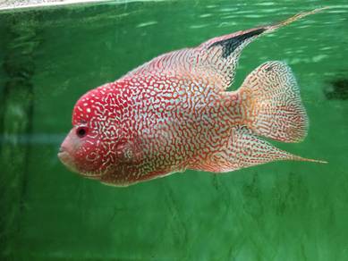 GB Kamfa FlowerHorn 
