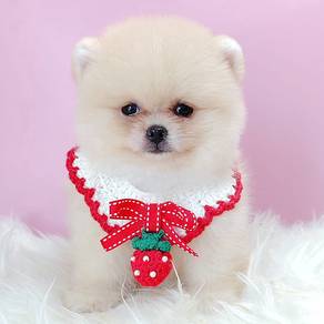 Pomeranian