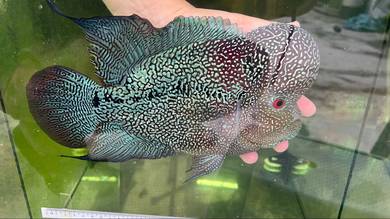 Flowerhorn Cencu Male with huge kok