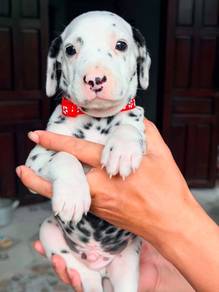 Dalmatian