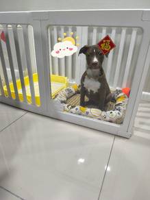pitbul