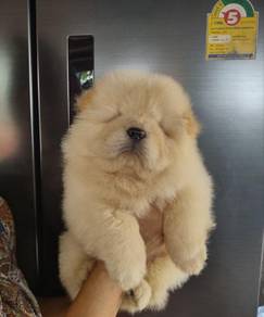 CHow Chow