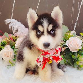 Husky