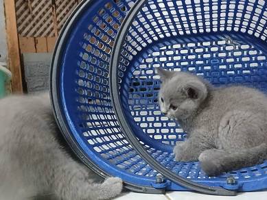 pure blue BSH kitten