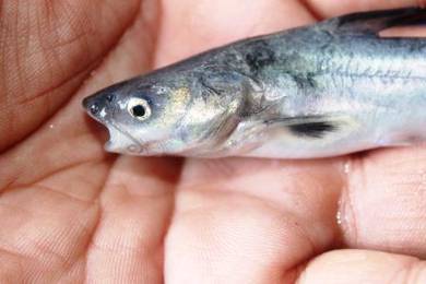 果子巴丁苗, Anak Ikan Patin Buah, Pangasius Nasutus