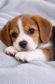 Rumbly Beagle Smooth Coat Long Ears Baby Dog