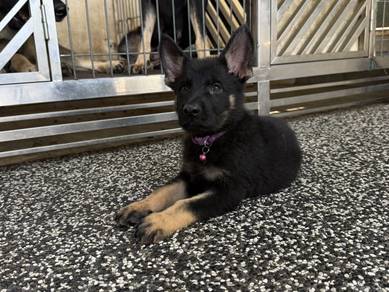 German shepherd working line