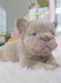FRENCH BULLDOG PUPPIES 🌻S222  Long Hairs