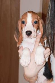 J0915 Beagle Charming Sweet Face Puppy