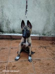 Belgium Shepard/Malinois