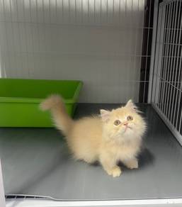 Minuet longhair kitten