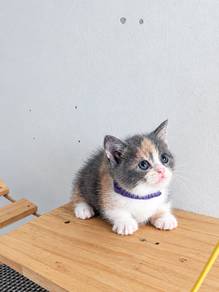 munckhin Calico