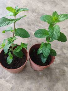 Spearmint for sale