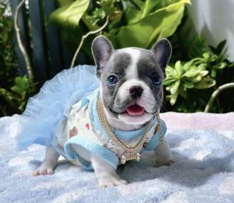 FRENCH BULLDOG PUPPIES VIP144🌻Cute & Healthy Girl