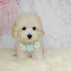 Poodle