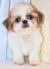 J0007 Shih Tzu Teddy Face Fluffy Round Eyes Puppy