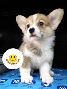 E3066 Welsh Corgi Brown & white haired