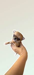 Apple Head World Smallest Chihuahua