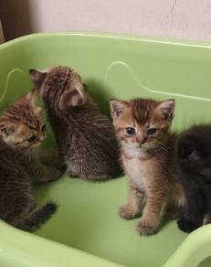 golden Tabby kittens