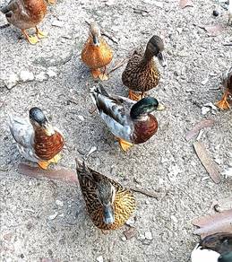 Itik callduck