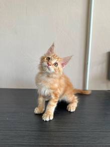 Mainecoon Kitten