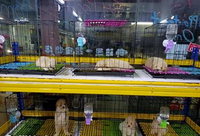 Toy poodle 
