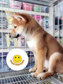 SS9622 Shiba Inu wonderful home pet puppy
