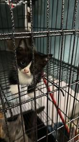 BSH Kitten (male)