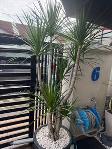 dua Pokok hiasan 