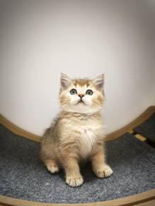 British Shorthair Kitten (BSH Golden Pure) 