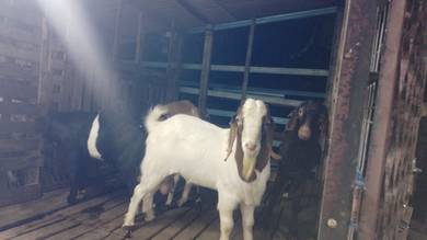 kambing Jantan
