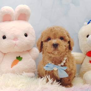 Poodle