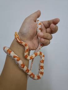 Corn snake 