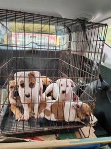America bully puppies 