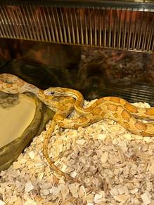 Caramel Motley Het Anery Cornsnake