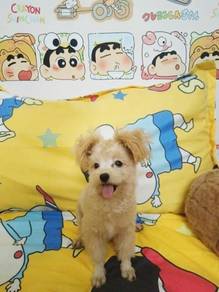 Maltipom ~~Maltipoo Mix Pomeranian