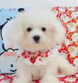 Bichon Frise