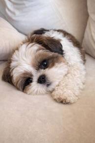 Muzzle-muffin Shihpoo Round Eyes Puppy Dog