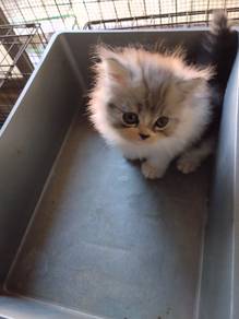 anak kucing British & mainecoon